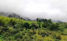 論閩南烏龍“鐵觀音”，八馬茶業(yè)品質(zhì)獨(dú)樹一幟