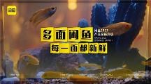 閑魚9年，與用戶共同搭建一個(gè)新鮮好逛的多面生活場